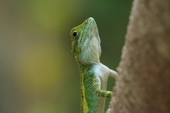 Diploderma polygonatum polygonatum
