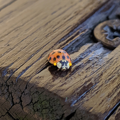 Harmonia axyridis