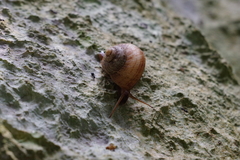 Cyclophorus turgidus