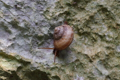 Cyclophorus turgidus