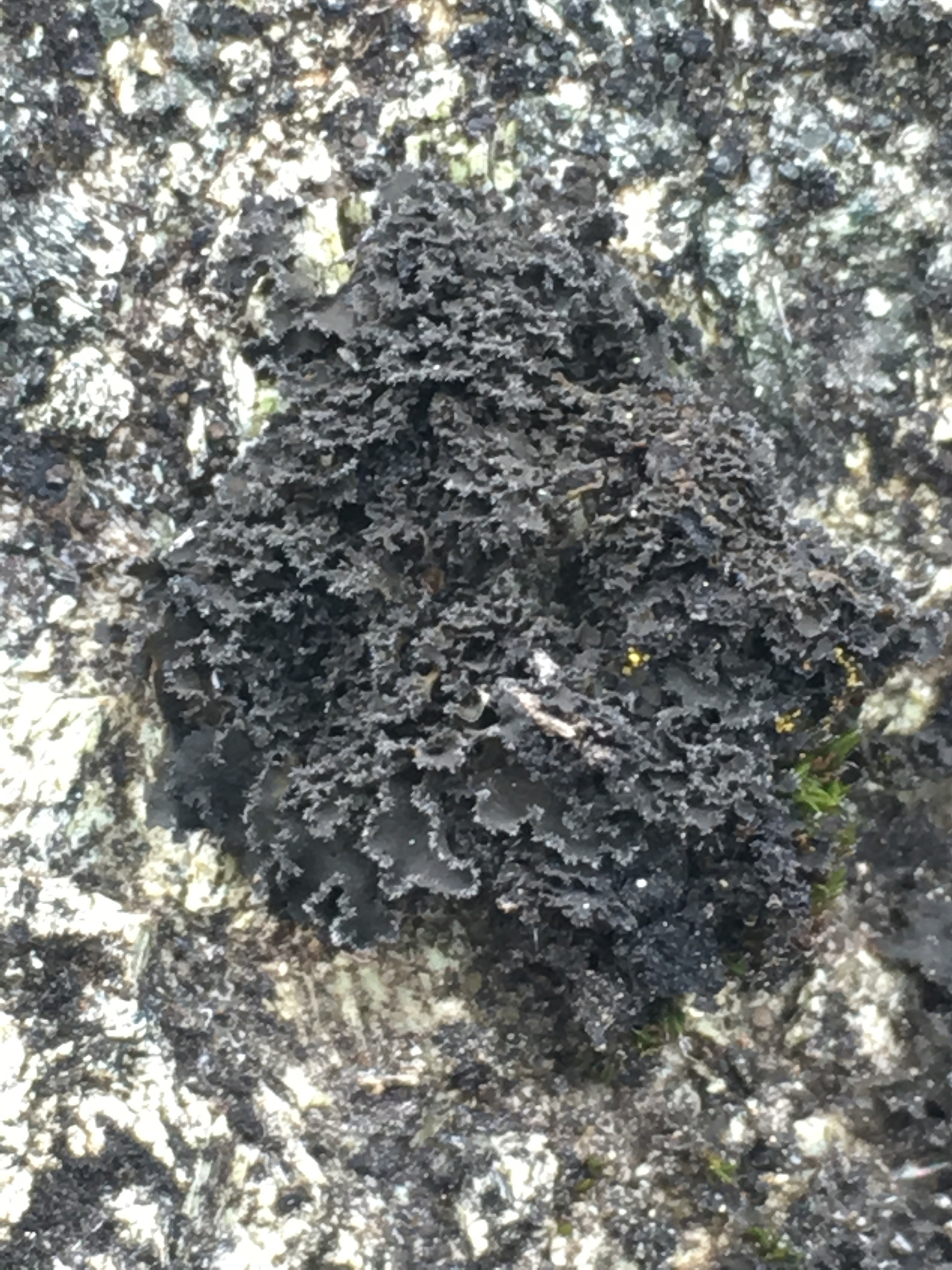 Leptochidium image