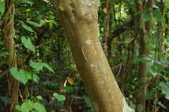 Thalassodes intaminata