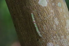 Thalassodes intaminata