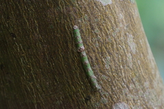 Thalassodes intaminata