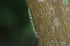 Thalassodes intaminata