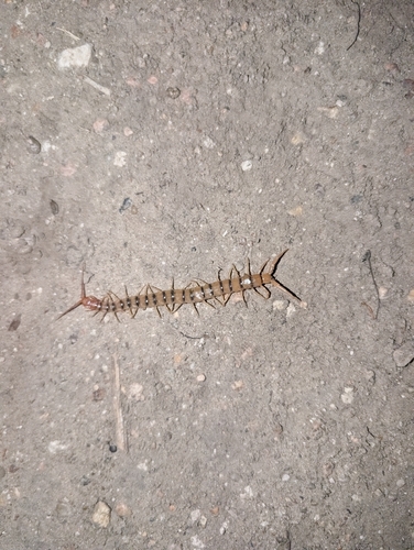 Common Desert Centipede