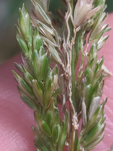 Sphenopholis obtusata, photograph 4