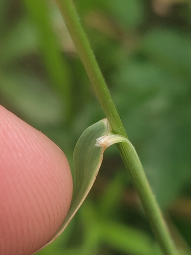 Sphenopholis obtusata, photograph 5