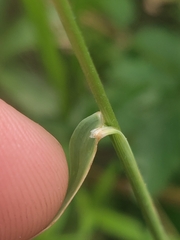 author not stated, no rights reserved Sphenopholis obtusata, photograph author not stated, no rights reserved