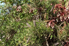 Melaleuca linearis linearis