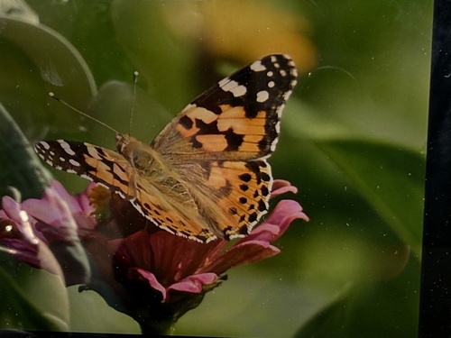 Painted Lady