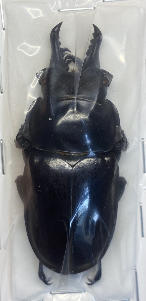 Neolucanus yunnanensis
