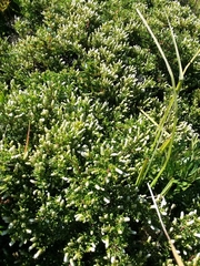 Baccharis magellanica