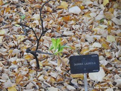 Skimmia laureola