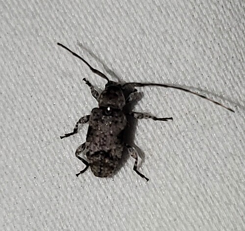 Sternidius mimeticus