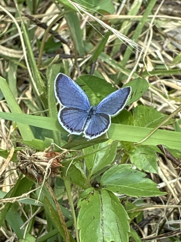 Short-tailed Blue