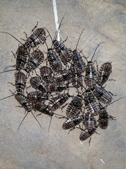 Cartoblatta pulchra