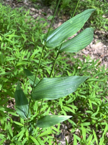 Dichanthelium latifolium, photograph 3