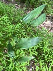 Dichanthelium latifolium, photograph author not stated, no rights reserved