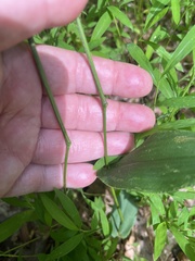 Dichanthelium latifolium, photograph author not stated, no rights reserved