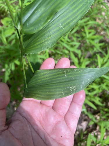 Dichanthelium latifolium, photograph 6