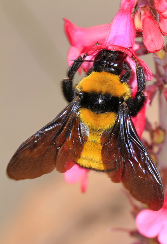 Sonoran Bumble Bee