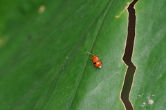Aulacophora bicolor