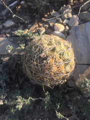 Coryphantha radians