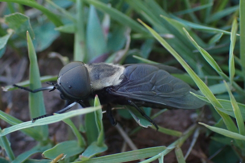 Tabanus punctifer