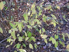 Cornus bretschneideri