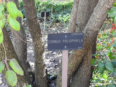 Cornus schindleri poliophylla