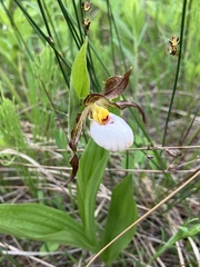 Cypripedium candidum, photograph (c) Rose Zappa, some rights reserved (CC BY)