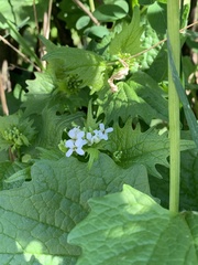 Alliaria petiolata
