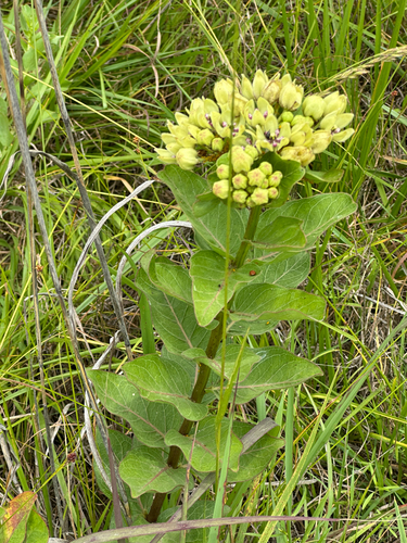green antelopehorns