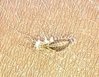 Chrysoperla externa