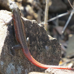 Platysaurus lebomboensis