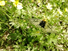 Parnassius glacialis