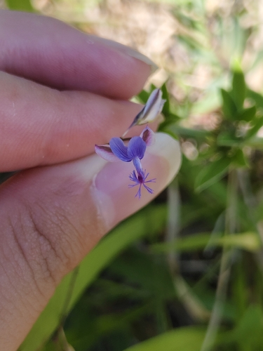 Polygala tenuifolia