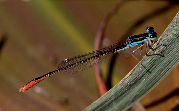 Blue Wisp