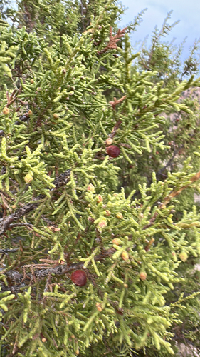 redberry juniper