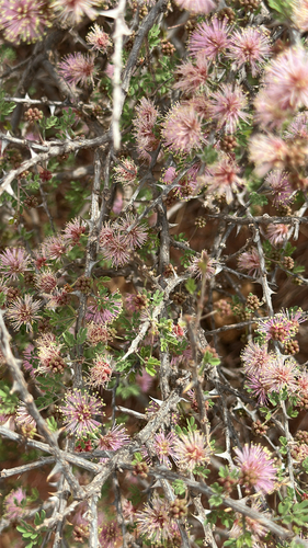 pink mimosa