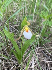 Cypripedium candidum, photograph (c) Rose Zappa, some rights reserved (CC BY)