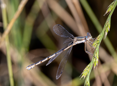 Southern Spreadwing