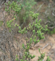 Oedera genistifolia