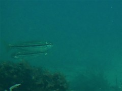 Helotes octolineatus