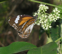 Danaus affinis malayana