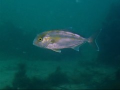 Seriola hippos