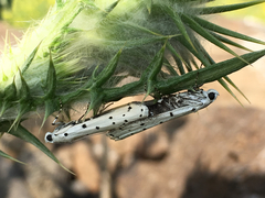 Myelois circumvoluta