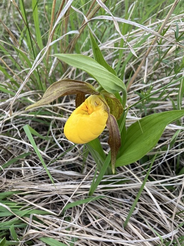 large yellow lady's-slipper