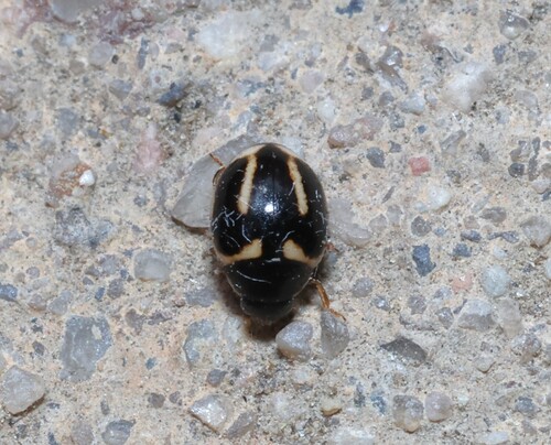 Small Pied Lady Beetles
